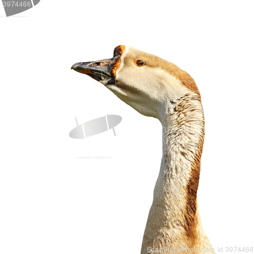 Image of isolated goose portrait