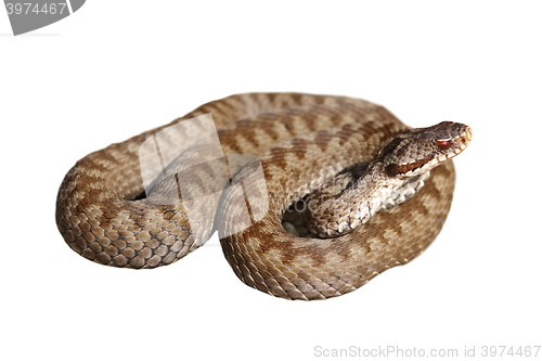 Image of female berus viper over white