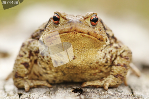 Image of common toad portrait