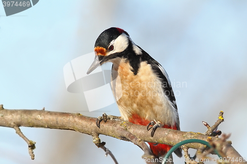 Image of closeup of great spotted woodpecker