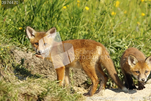 Image of fox cub eating peace of meat