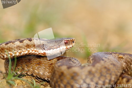 Image of closeup of female crossed european viper