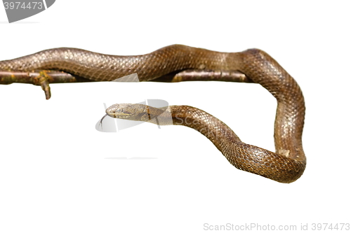 Image of isolated smooth snake