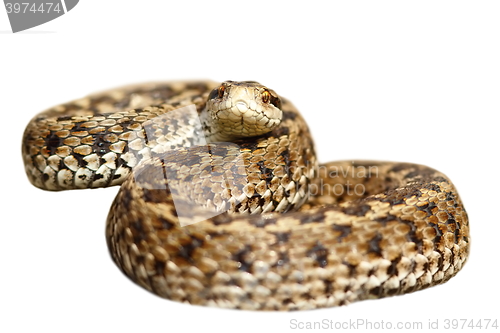 Image of isolated meadow viper ready to strike