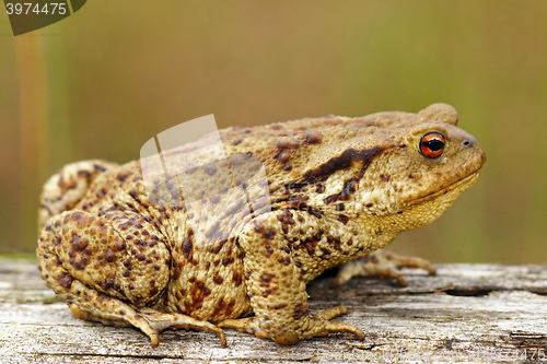 Image of brown common toad