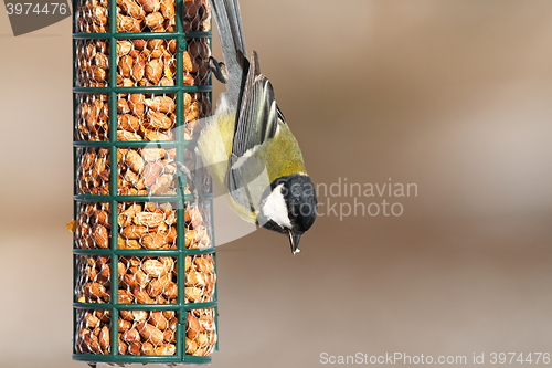 Image of great tit feeding on bird feeder