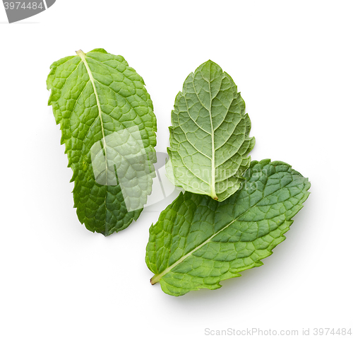 Image of fresh green mint leaves