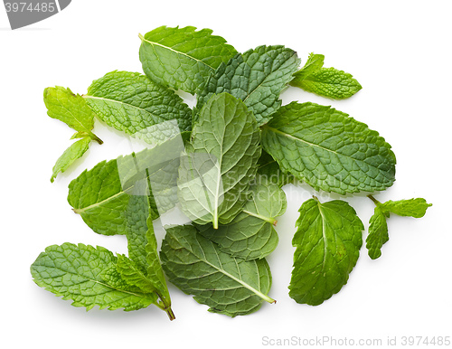 Image of fresh green mint leaves