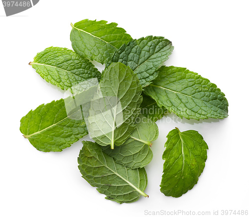 Image of fresh green mint leaves