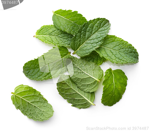 Image of fresh green mint leaves