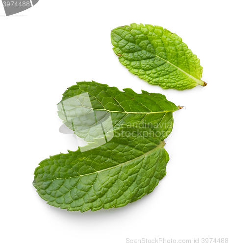 Image of fresh green mint leaves