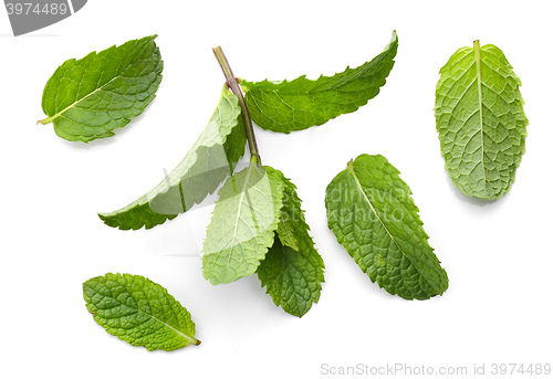 Image of fresh green mint leaves