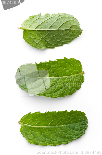 Image of fresh green mint leaves