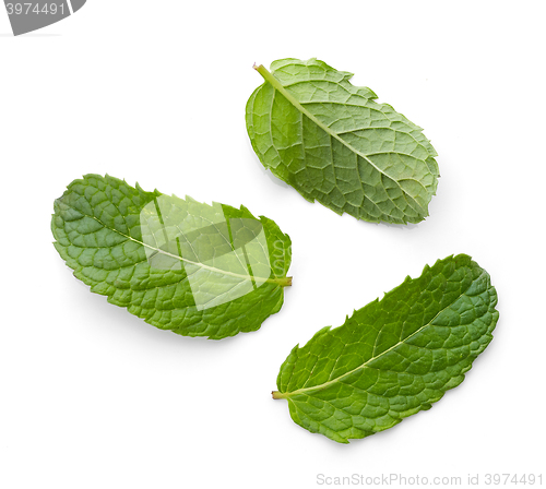 Image of fresh green mint leaves