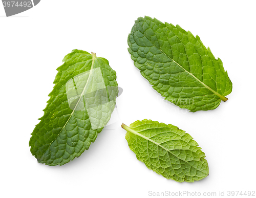 Image of fresh green mint leaves