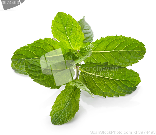 Image of fresh green mint leaves