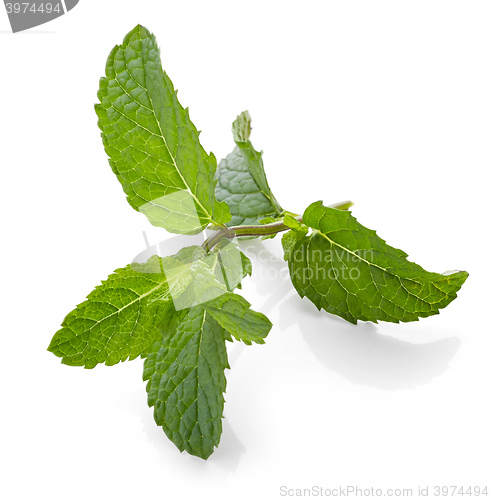 Image of fresh green mint leaves