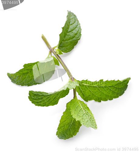 Image of fresh green mint leaves