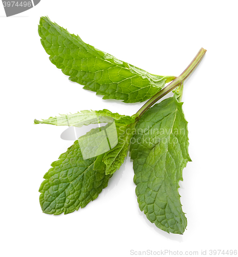 Image of fresh green mint leaves