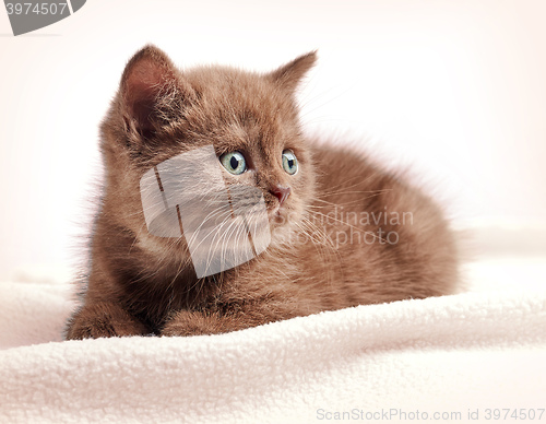 Image of brown british short hair kitten