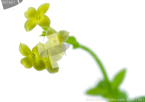 Image of little yellow flowers