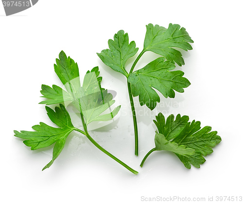 Image of fresh green parsley leaves