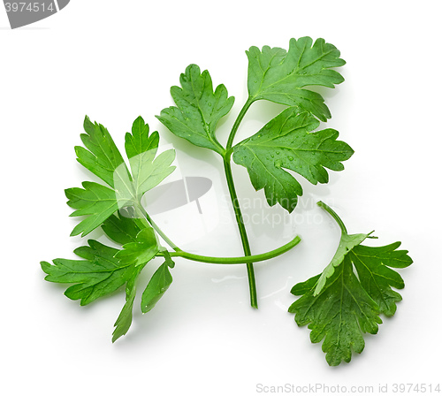 Image of fresh green parsley leaves