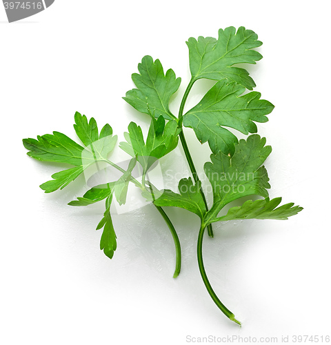 Image of fresh green parsley leaves