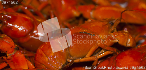 Image of crayfish