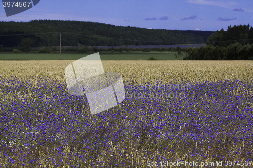 Image of cornflower