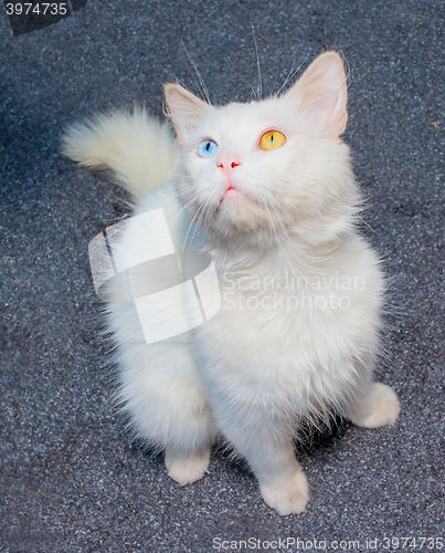 Image of white cat with eyes heterochromia