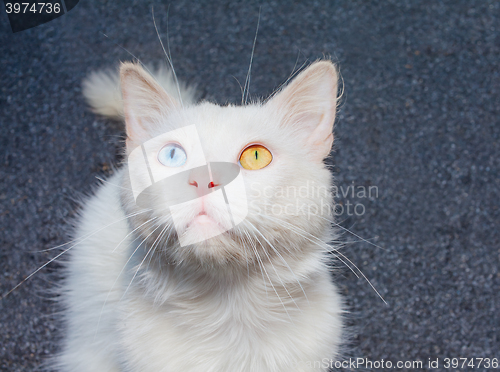 Image of white cat with a different eye color
