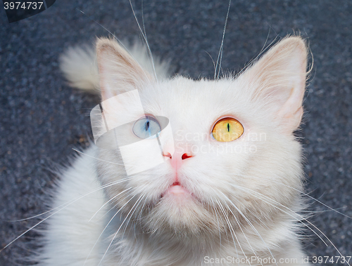 Image of Portrait of a white cat with a different eye color