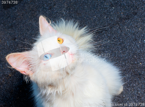 Image of white cat with eyes heterochromia