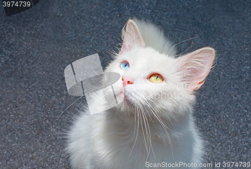 Image of white cat with eyes heterochromia