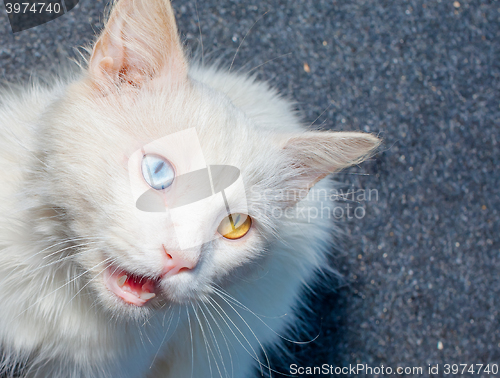 Image of Portrait of a white cat with a different eye color