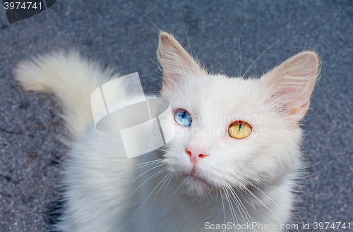 Image of white cat with a different eye color