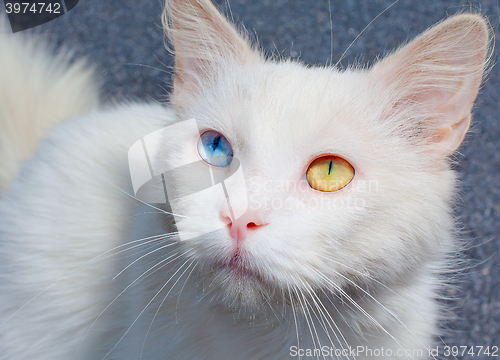 Image of Portrait of a white cat with a different eye color