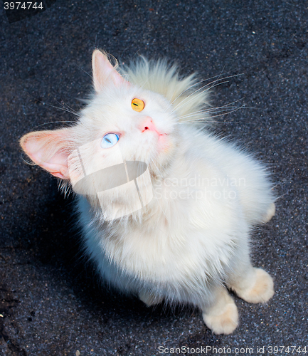 Image of white cat with a different eye color