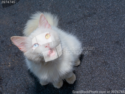 Image of white cat with eyes heterochromia