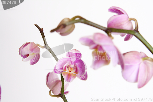 Image of Moth Orchid (Phalaenopsis orchidaceae)