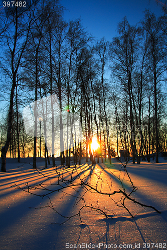 Image of Sunset through leafless trees in winter