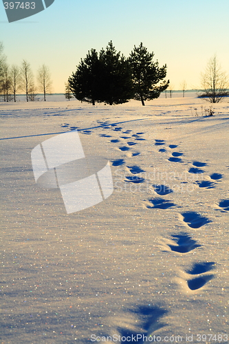 Image of Human foot prints in snow