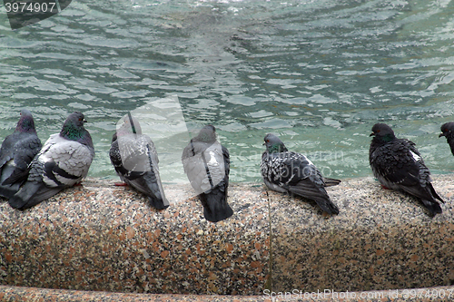 Image of Pigeons 