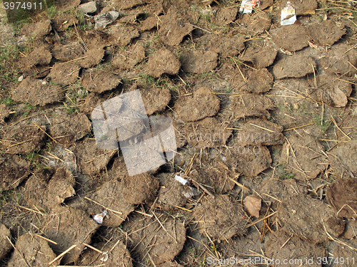 Image of Dry cow dung