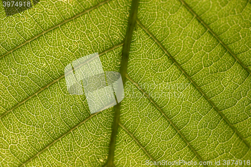 Image of Leaf