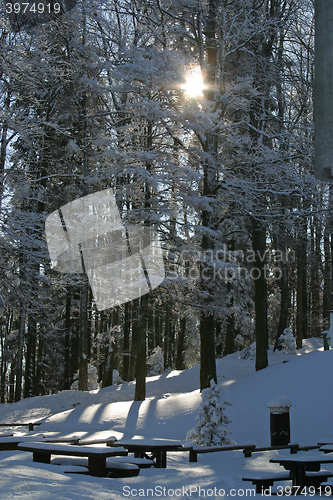 Image of Winter landscape trees under snow