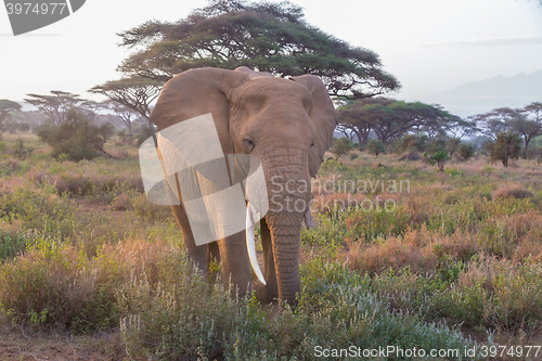 Image of Elephant in front of Kilimanjaro, Amboseli, Kenya.