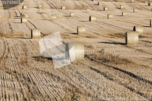 Image of cereal farming field  
