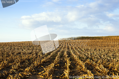 Image of ripe yellow corn  